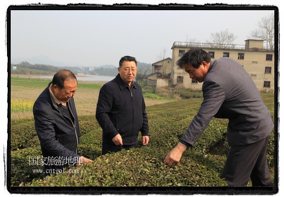 婺源縣茶業(yè)局積極組織茶技人員到中云、鎮(zhèn)頭、清華、思口等重點產(chǎn)茶鄉(xiāng)鎮(zhèn)，深入茶園地塊、名優(yōu)茶加工廠開展技術(shù)服務(wù)。